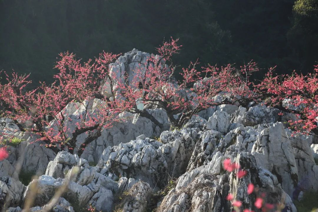 文章配图