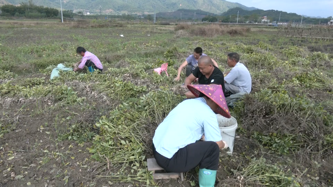 寒潮即将来袭 翁源县农技人员深入田间地头[00_00_21][20221129-170931].png
