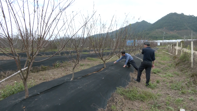寒潮即将来袭 翁源县农技人员深入田间地头[00_01_52][20221129-170921].png
