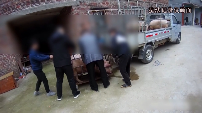 龙仙镇重拳出击 打掉一私宰生猪窝点.mp4_20230211_144417.539.jpg