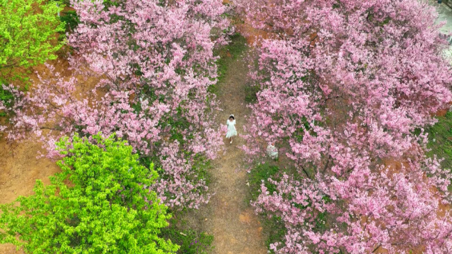 第二波樱花浪漫来袭 东华山风景区待君闻香[00_01_29][20230227-162937].png