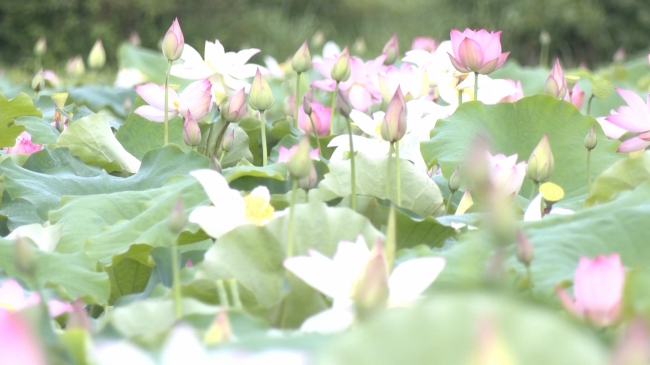 荷花.mp4_20230629_190155.801.jpg