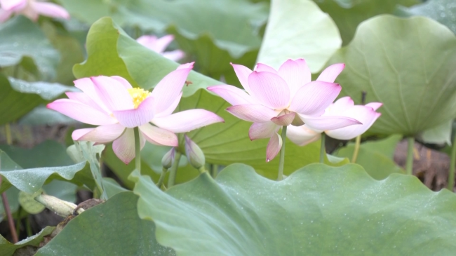 荷花.mp4_20230629_190147.993.jpg