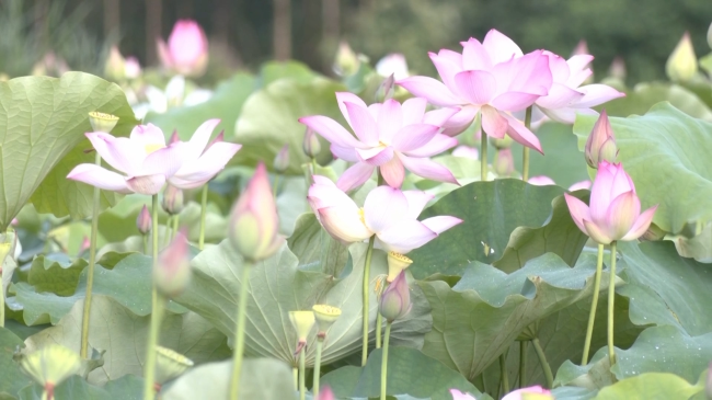 荷花.mp4_20230629_190151.980.jpg