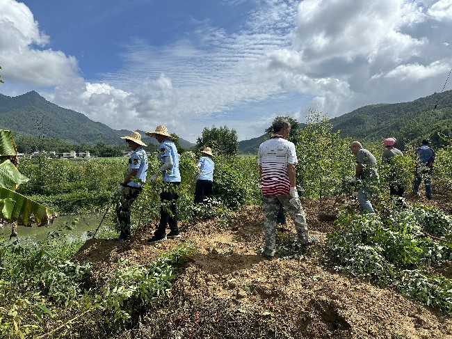 官渡镇开展整治违法种植桉树行动.jpg