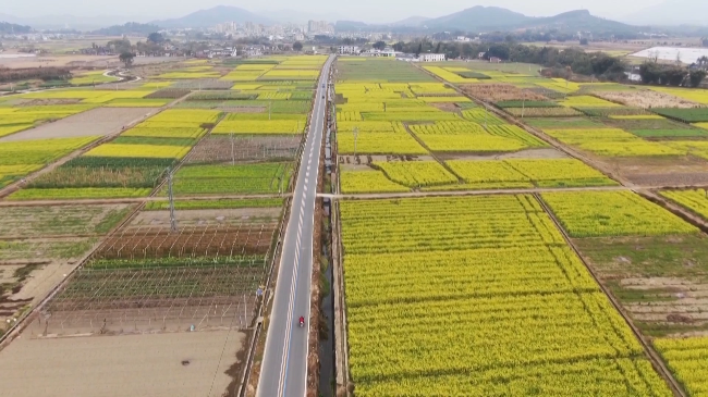 油菜花.mp4_20240105_182209.545.jpg