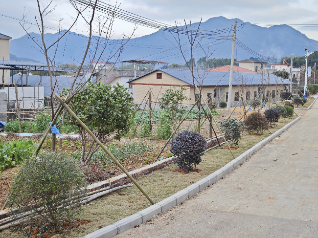 龙仙镇青云村：党建带林建，“党建红”助添2.png