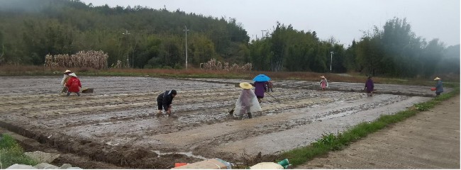 坝仔镇：春播正当时 早稻育秧忙.jpg