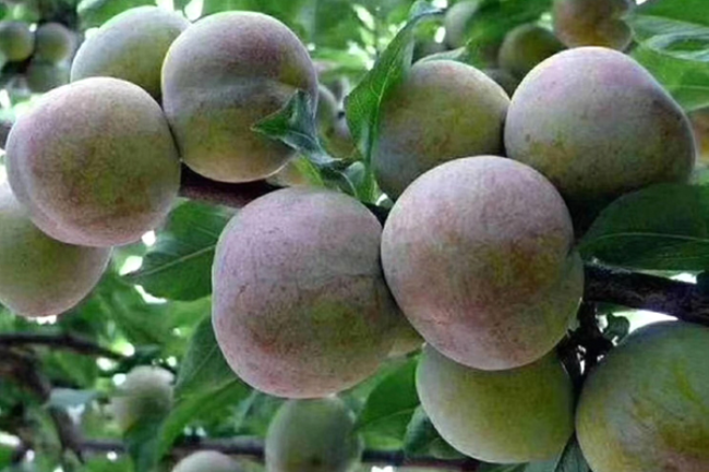 富农好“李”续佳绩 联农带农看这“李”1.png