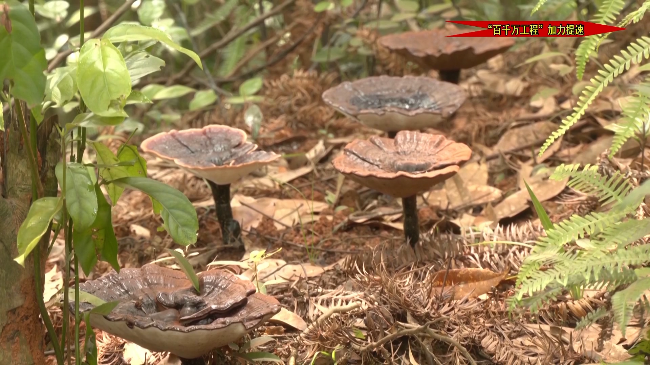 灵芝.mp4_20240702_180048.964.jpg