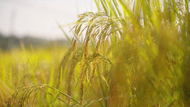 微信图片_20241015182530_wps图片_12.jpg