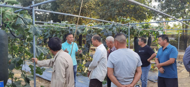 新江镇乡村振兴人才驿站开展2024年冬瓜种植培训活动.png