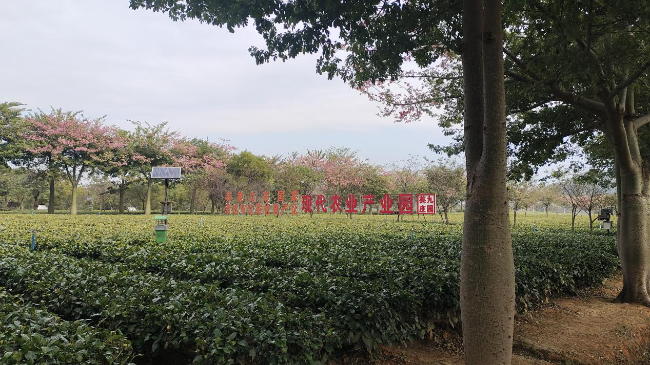 铁龙镇驻镇帮镇扶村工作队到英红镇开展茶产业发展经验学习交流活动2.jpg