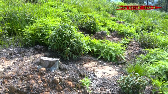 150亩茯苓丰收.mp4_20241231_181816.596.jpg