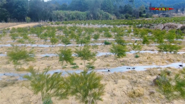 新江镇太坪村：荒山变身“绿宝库” 200亩澳洲茶树引领乡村振兴路.mp4_20250103_183052.621.jpg