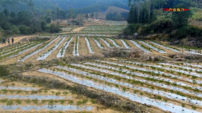新江镇太坪村：荒山变身“绿宝库” 200亩澳洲茶树引领乡村振兴路.mp4_20250103_184817.700.jpg