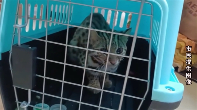 翁源成功放生国家二级保护动物豹猫.mp4_20250325_191556.314.jpg