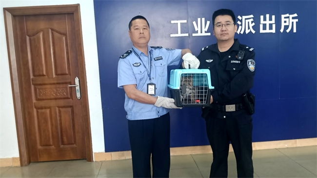 翁源成功放生国家二级保护动物豹猫.mp4_20250325_191600.834.jpg