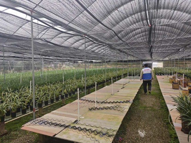 龙仙镇开展禁种铲毒踏查专项行动.png