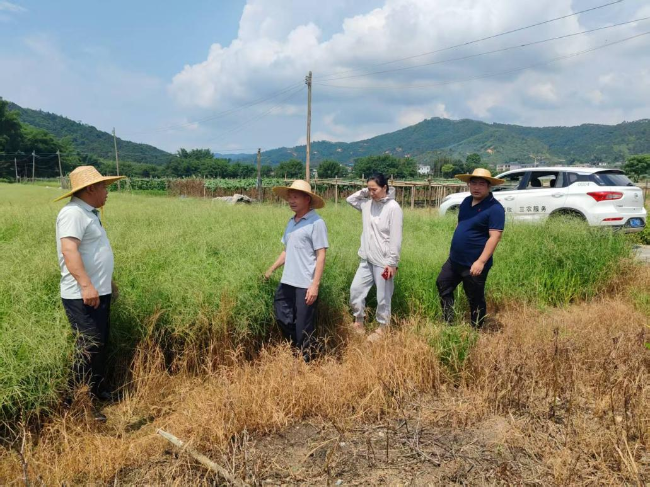 江尾镇开展水稻受灾情况核查工作全力守护农民利益.png