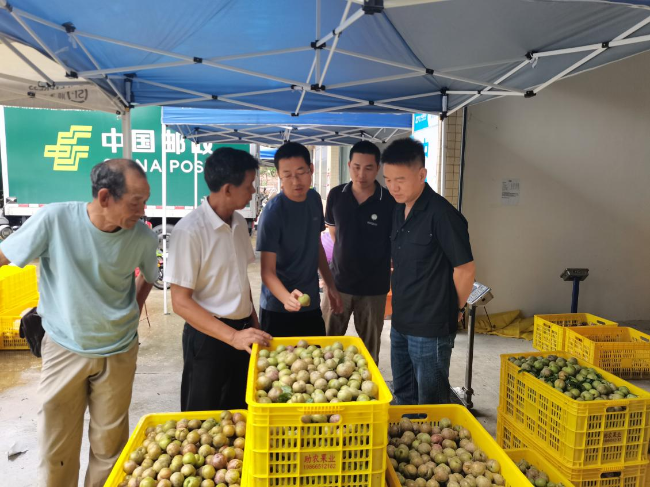 驻坝仔镇帮镇扶村工作队深入果园一线，全力帮扶农户应对暴雨灾情.png