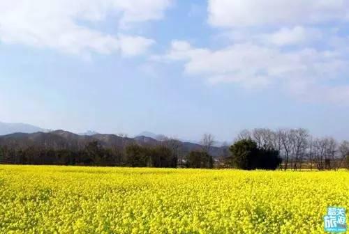 翁源万亩油菜花盛开，“花痴”们约吗？