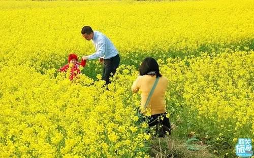 翁源万亩油菜花盛开，“花痴”们约吗？