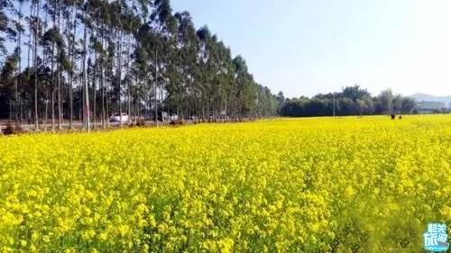 翁源万亩油菜花盛开，“花痴”们约吗？