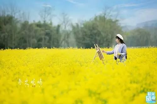 翁源万亩油菜花盛开，“花痴”们约吗？