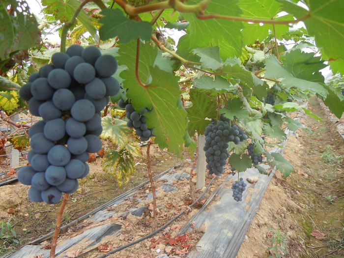 汉马公司生产的葡萄