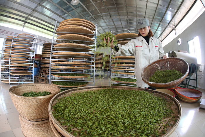 胜龙名茶生产基地