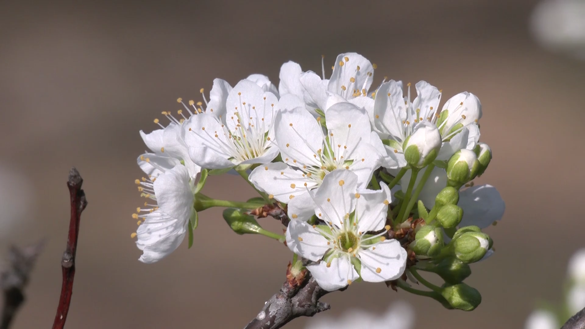 三华李花盛开翁源又现香雪海美景